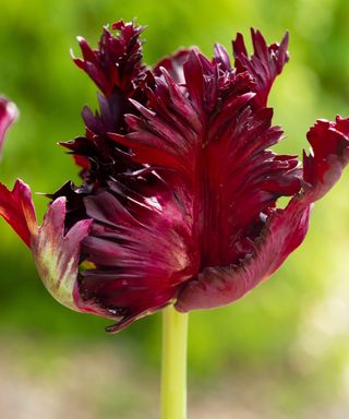 tulip 'Black Parrot'