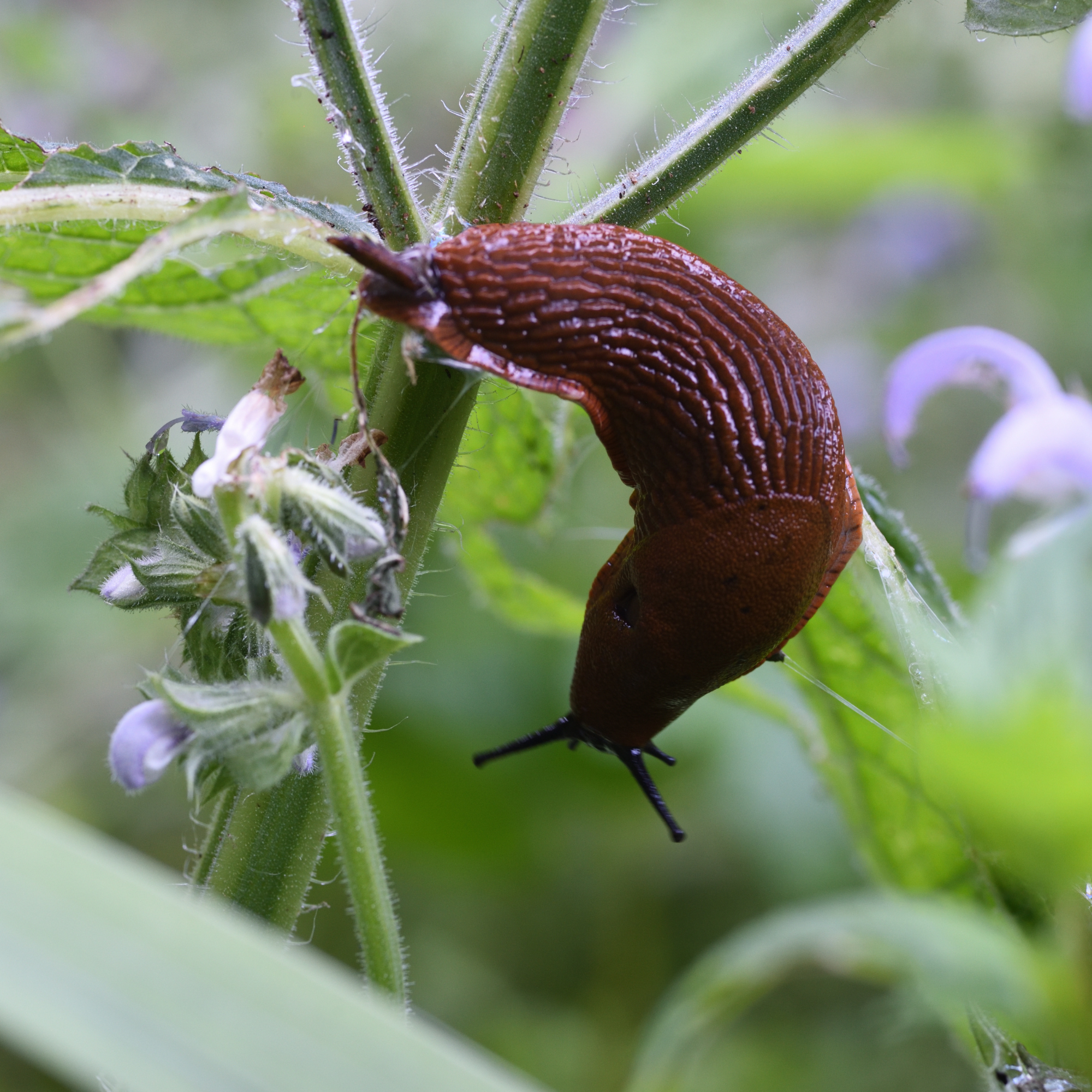 Slug on plant stem.