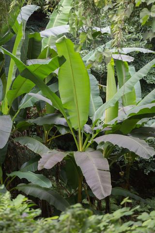 Musa basjoo, known also as banana palm