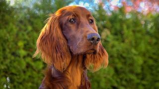 Irish Setter