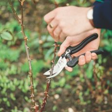 Secateurs pruning rose plant in winter garden