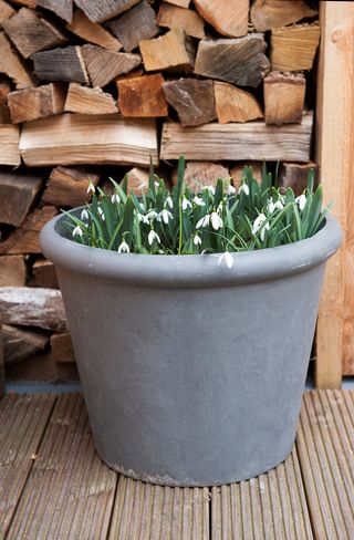 pots planted with snowdrops