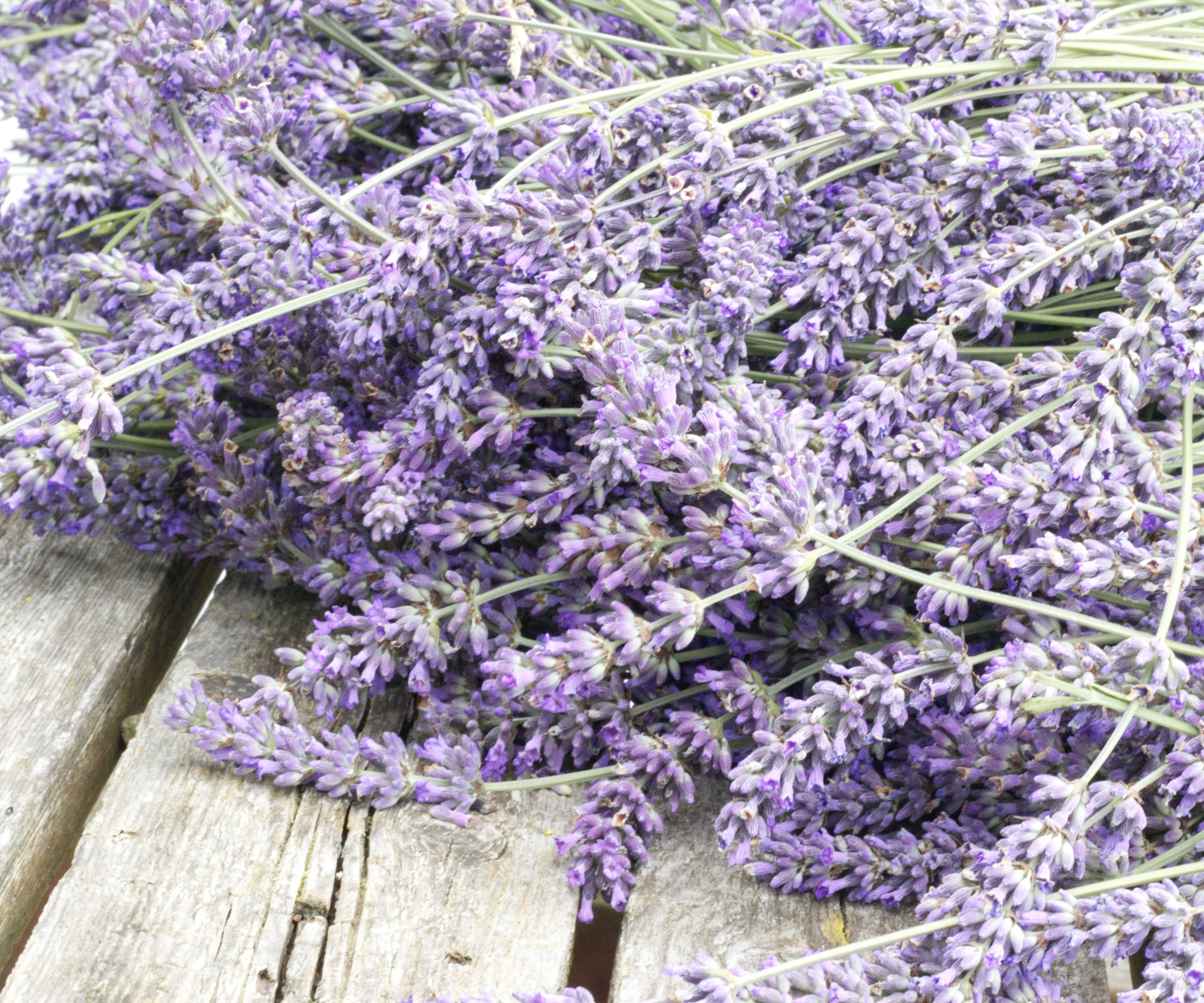 faded purple lavender stems on white wooden surface