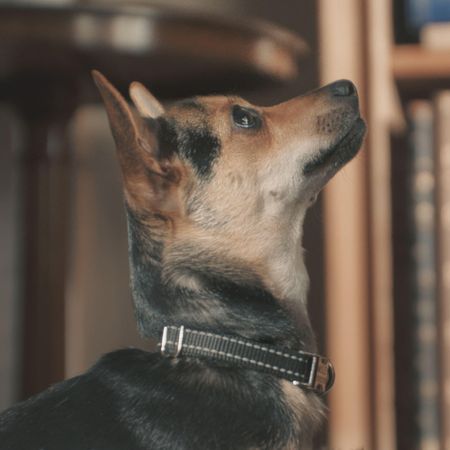 Queen Camilla's dog Moley