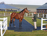 stallion21.jpg