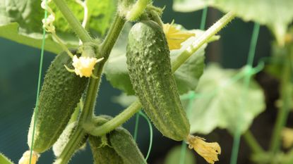 Cucumbers growing on plants