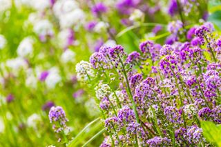 Sweet Alyssum in bloom grows on a summer field