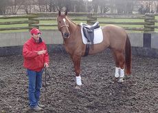 Jason Webb of Australian Horsemanship