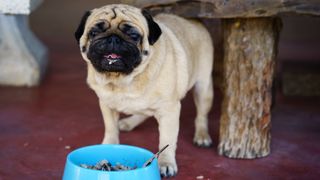 Pug dog and food bowl