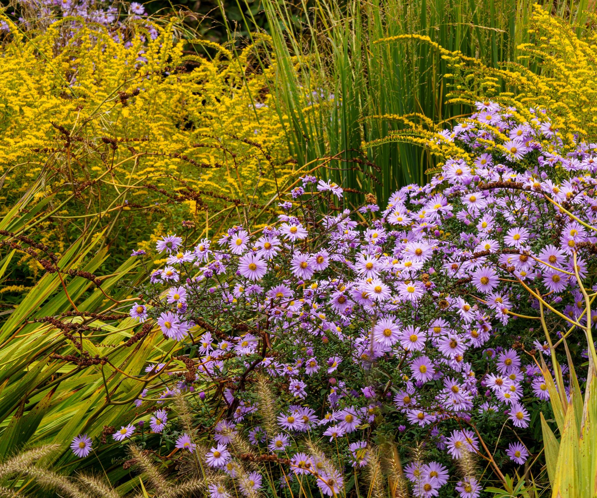 colourful purple aster combined with magnificent yellow goldenrod (Solidago), epiphytic aster (Astelia solandri) and giant moor grass (Molinia arundinacea)