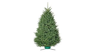 noble fir