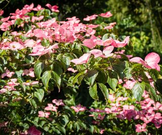 Pale pink flowers on a cornus kousa 'Miss Satomi'