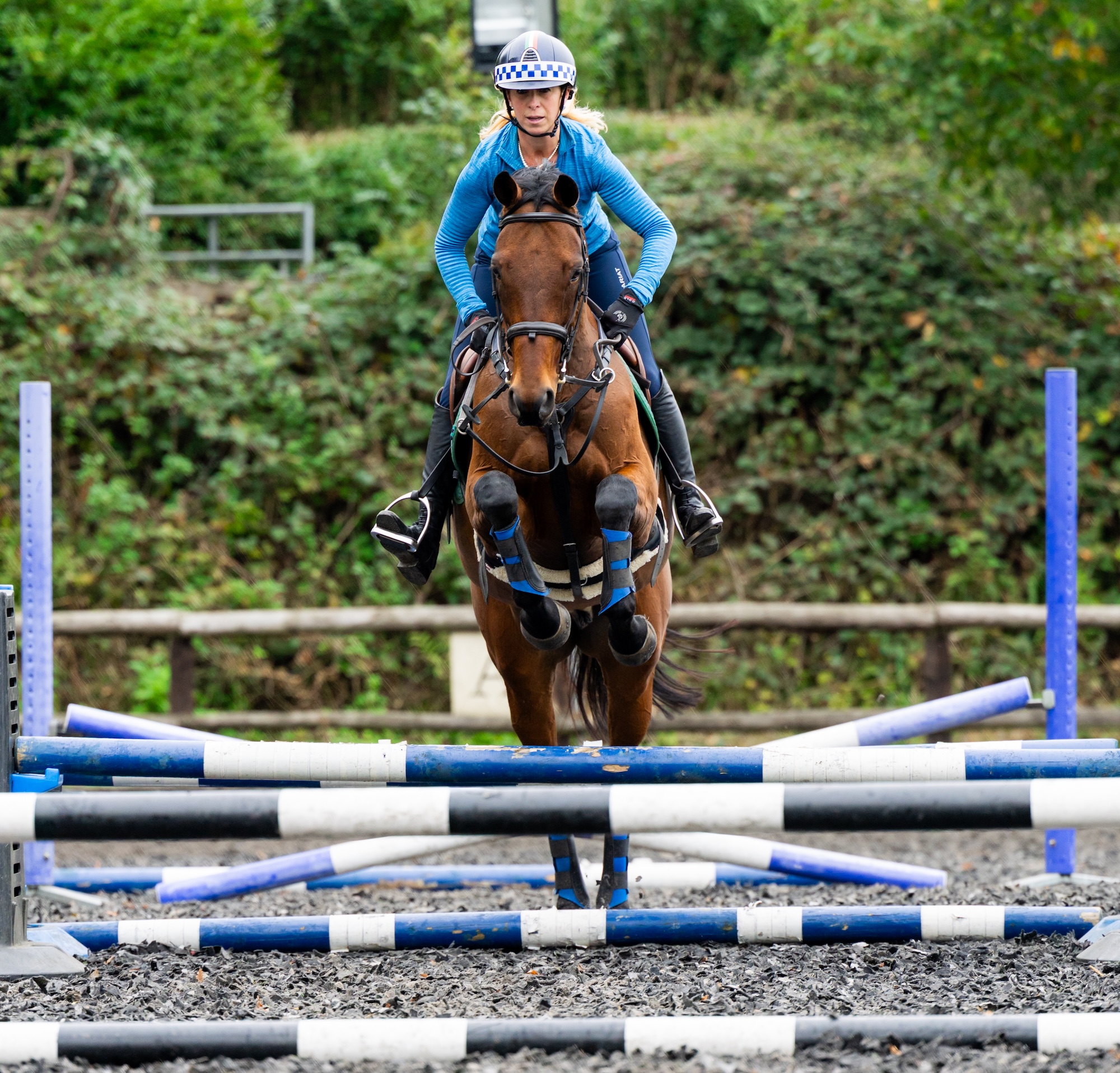 Bay horse jumping grid with rider