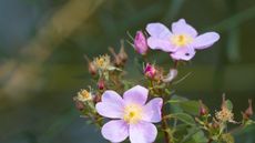 Pink blooms of the California rose in a sunny garden border