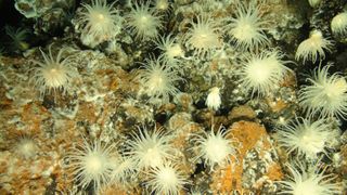 Anemones at the Beebe vent field in the Caribbean.