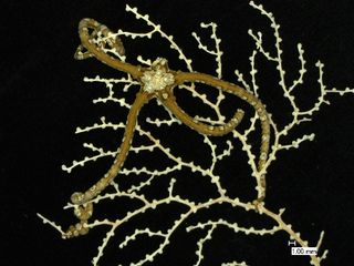 Recent brittle star (Hemieuryale pustulata) from the deep sea, sitting on a hydrozoan colony. This type of brittle star still lives in present-day deep-sea habitats.