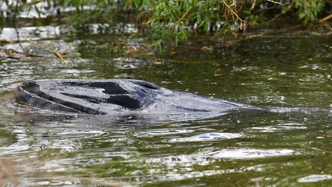 Baby Minke Whale Euthanized After Getting Trapped In Thames River ...