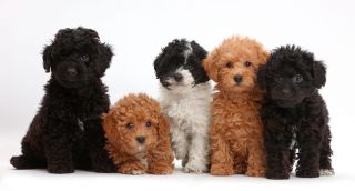 K2GG34 Five Toy labradoodle puppies in a row.