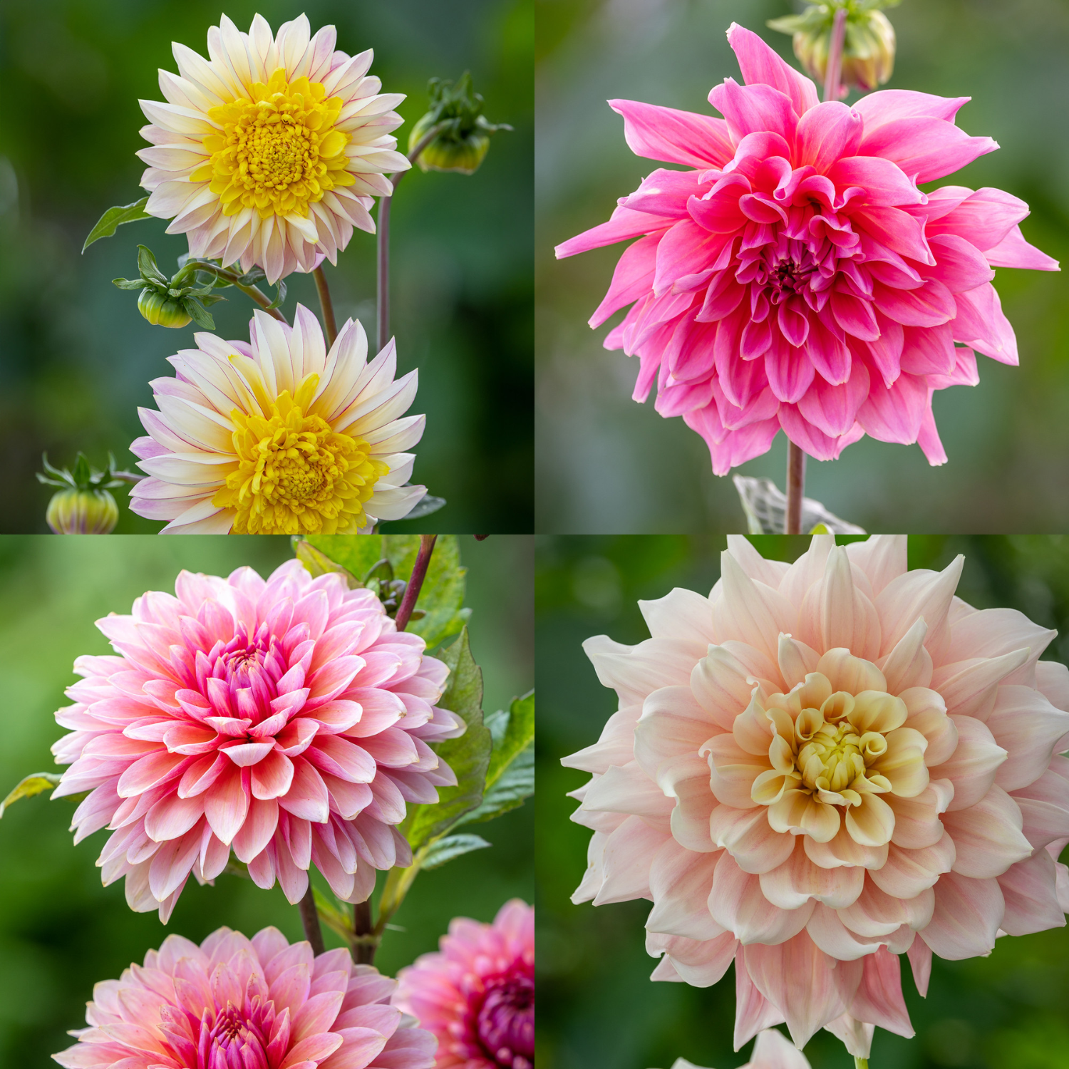 A collage of a yellow, pink, peach, and pale pink dahlia