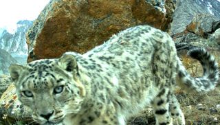 snow leopards, snow leopard photos, snow leopard camera traps, tajikistan wildlife, earth, stealing snow leopards, endangered species news, big cats, ibex, mountain goats, mountain weasel