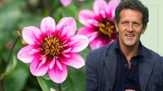 picture of pink dahlia flowers with cut out of monty don overlaid