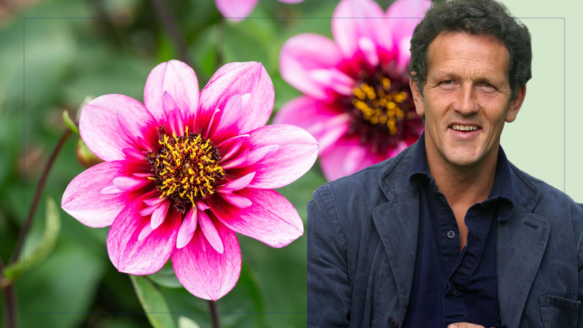 picture of pink dahlia flowers with cut out of monty don overlaid