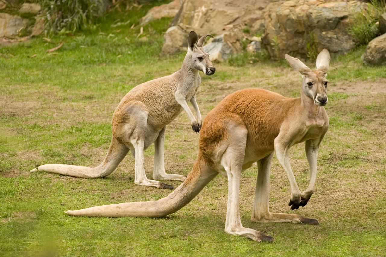 Kangaroo