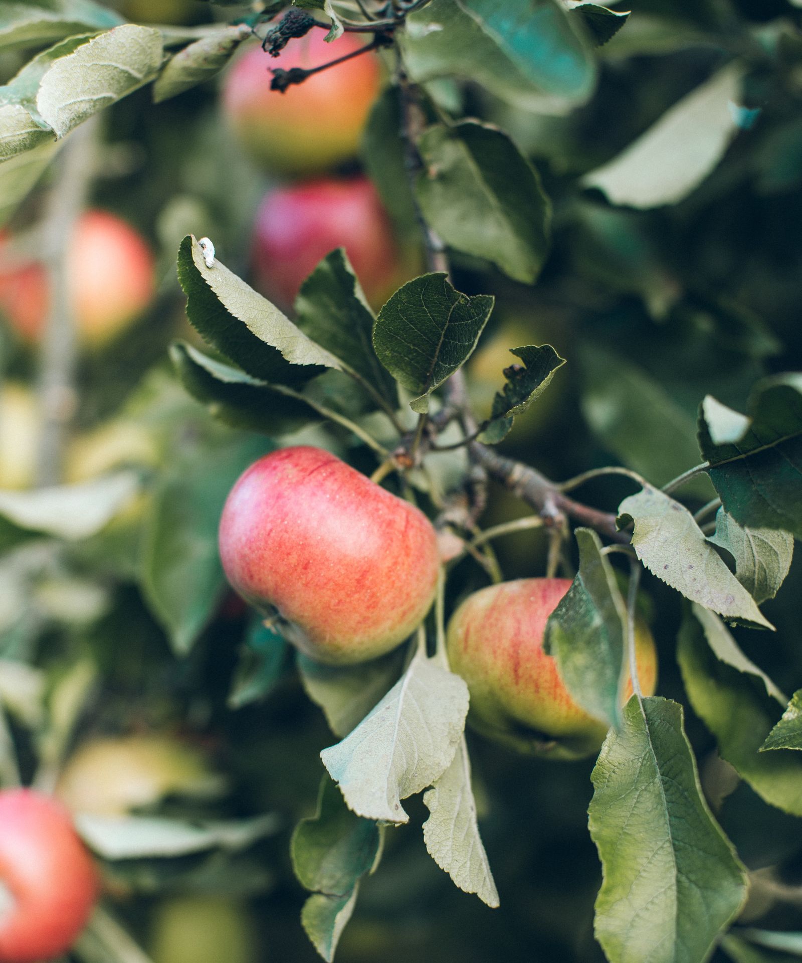 How to plant apple trees Homes & Gardens