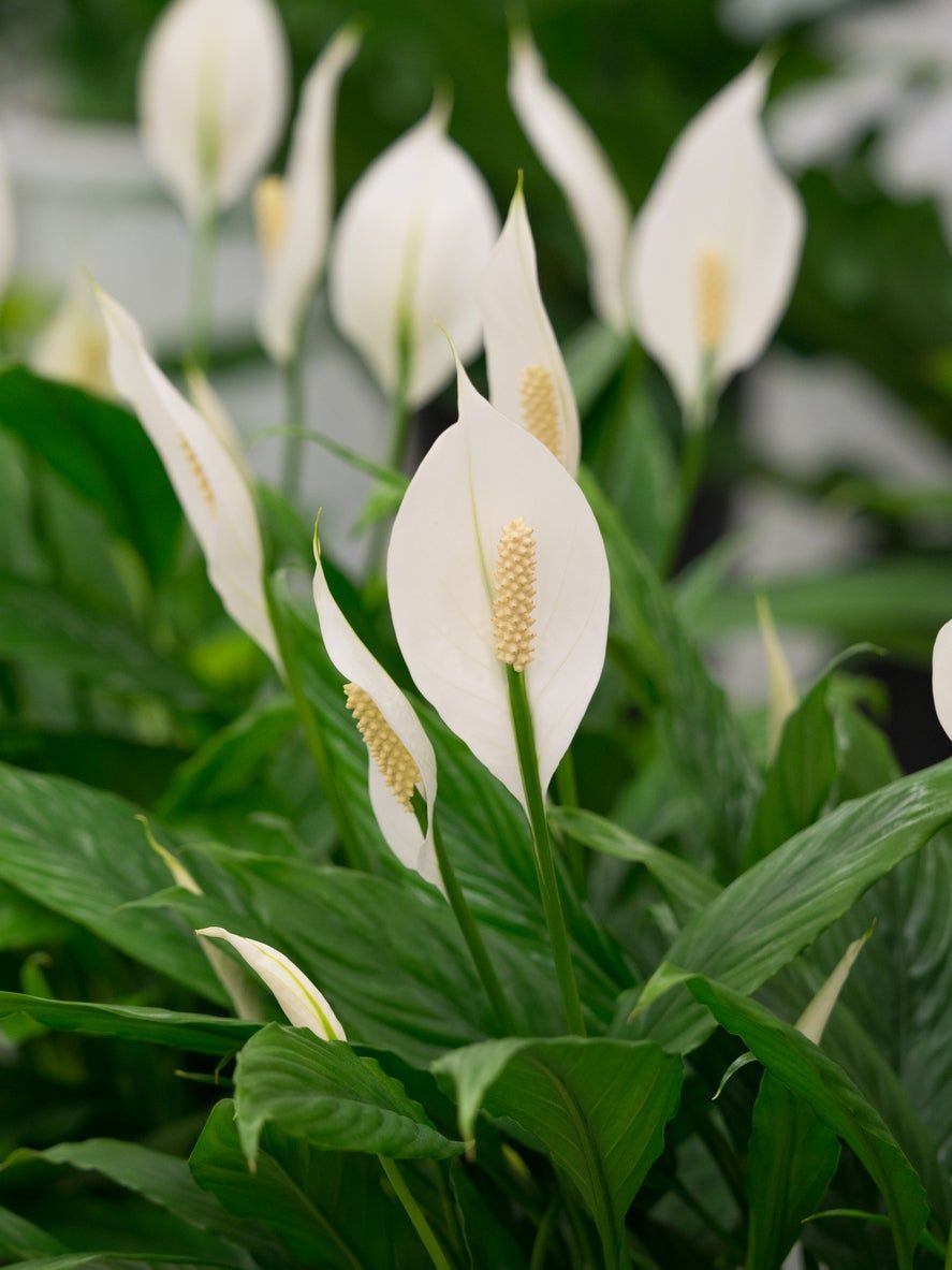 White Peace Lily Flowers