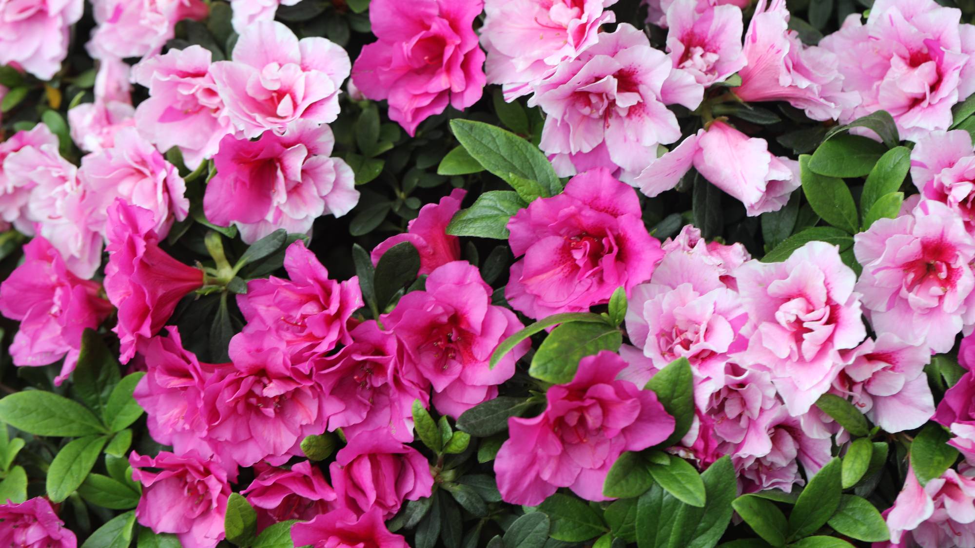 Pink azalea flowers