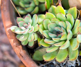 close-up of green echeveria in pot