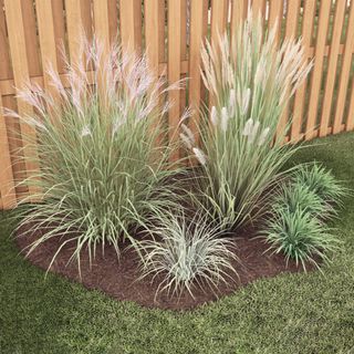 Ornamental grass garden kit