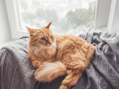 Cute Ginger Cat Lying On Blanket with snowy weather outside