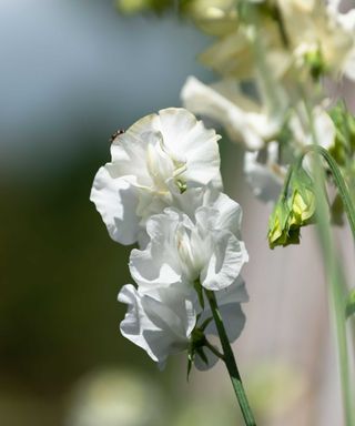 'white frills' sweet pea