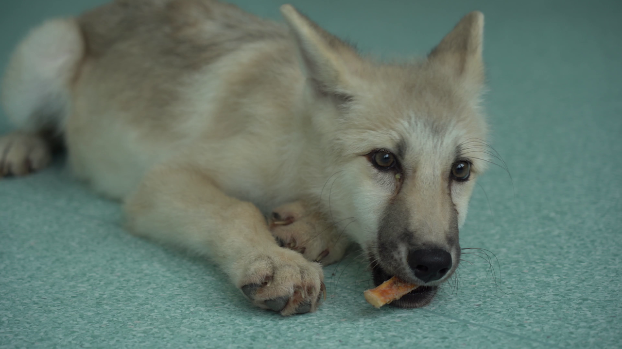 Maya plays with a bone in the new video.