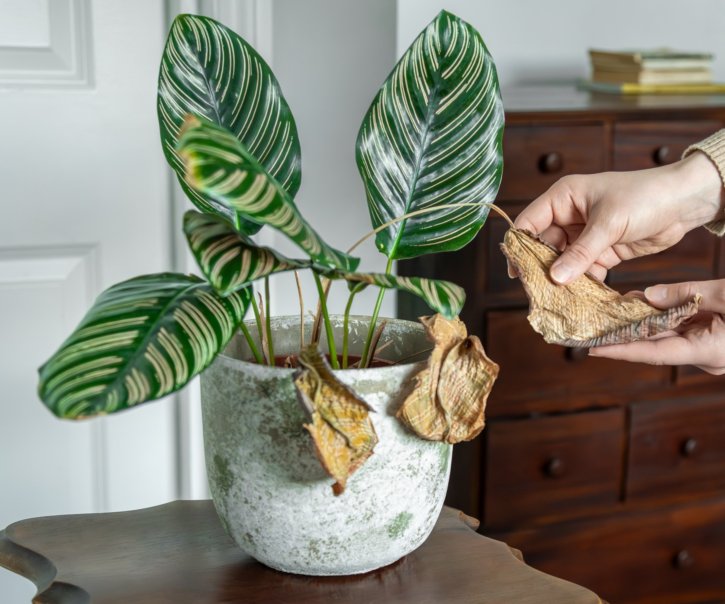 A potted indoor Calathea with dry, brown leaves