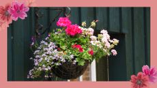 A summer hanging basket with pink flowers hung against a black painted wooden building to support a guide on how to plant a hanging basket