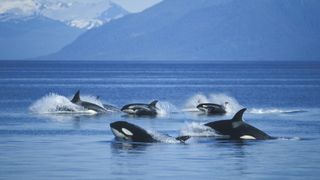 A pod of orcas swimming in the ocean. 