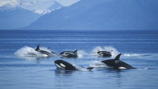 A pod of orcas swimming in the ocean.