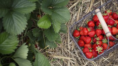 A basket of strawberries next to strawberry plants