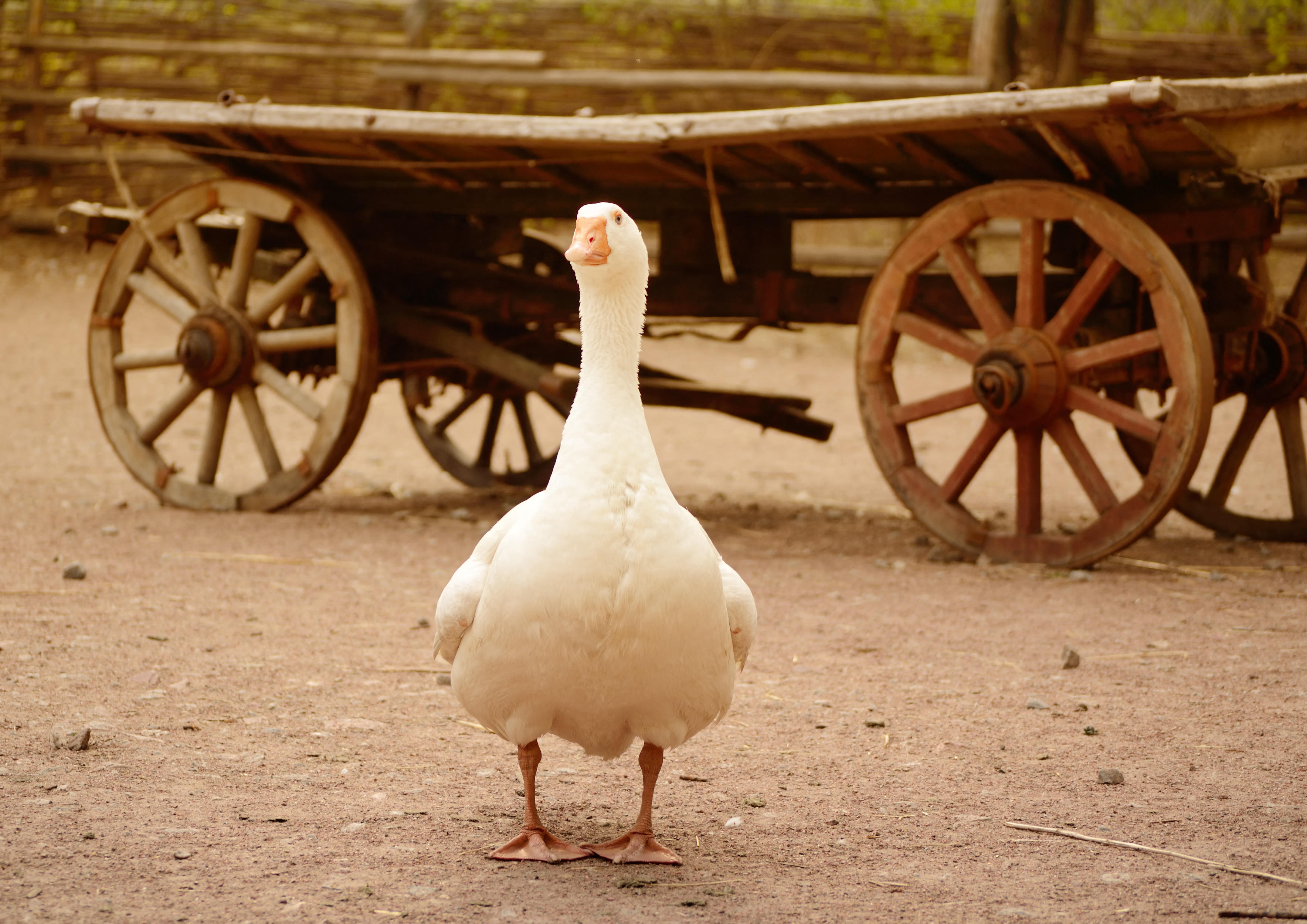Big white domestic goose