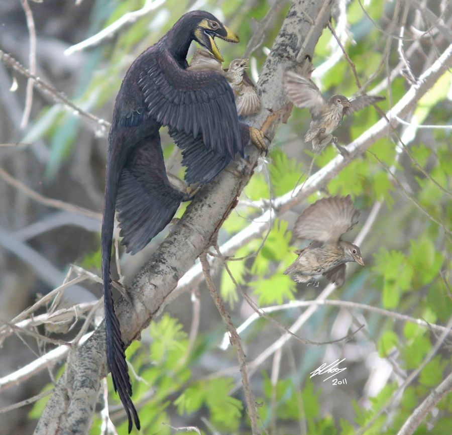 During the Cretaceous Period, around 120 million years ago, the feathered dinosaur Microraptor pounces on a nest of primitive birds (Sinornis) in what is now northern China, in this artist&#039;s conception.