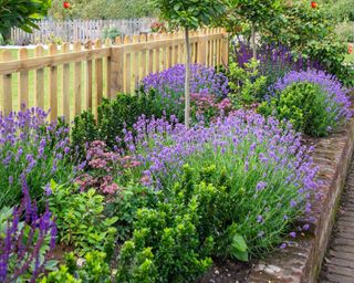 Purple lavender and salvia in an attractive border framed by a picket fence