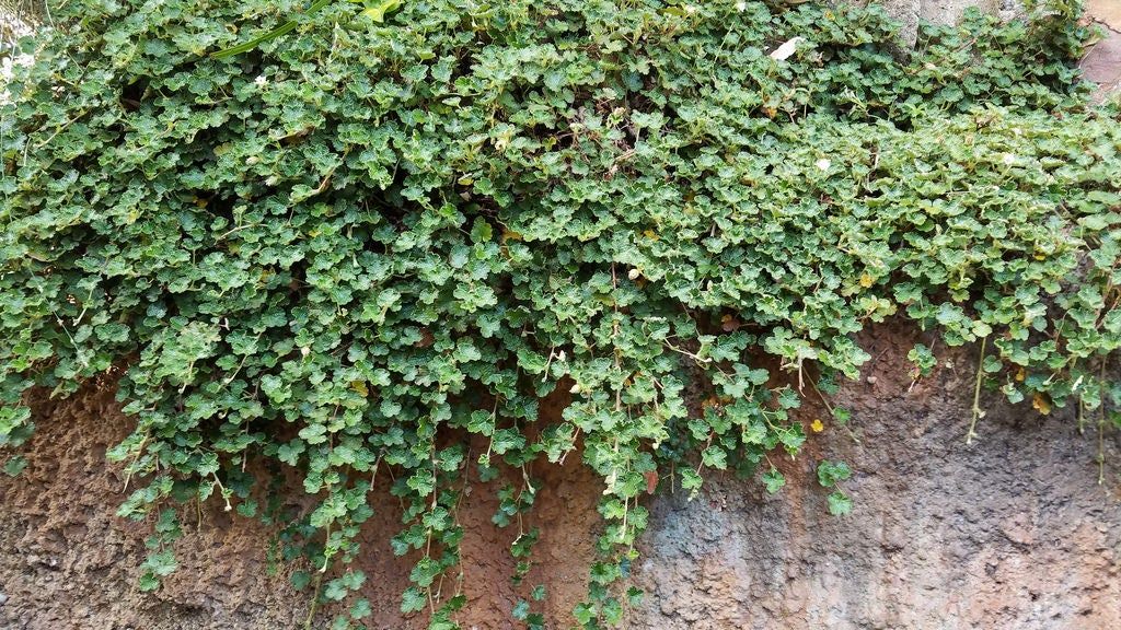 Crinkle-Leaf Creeper Plants