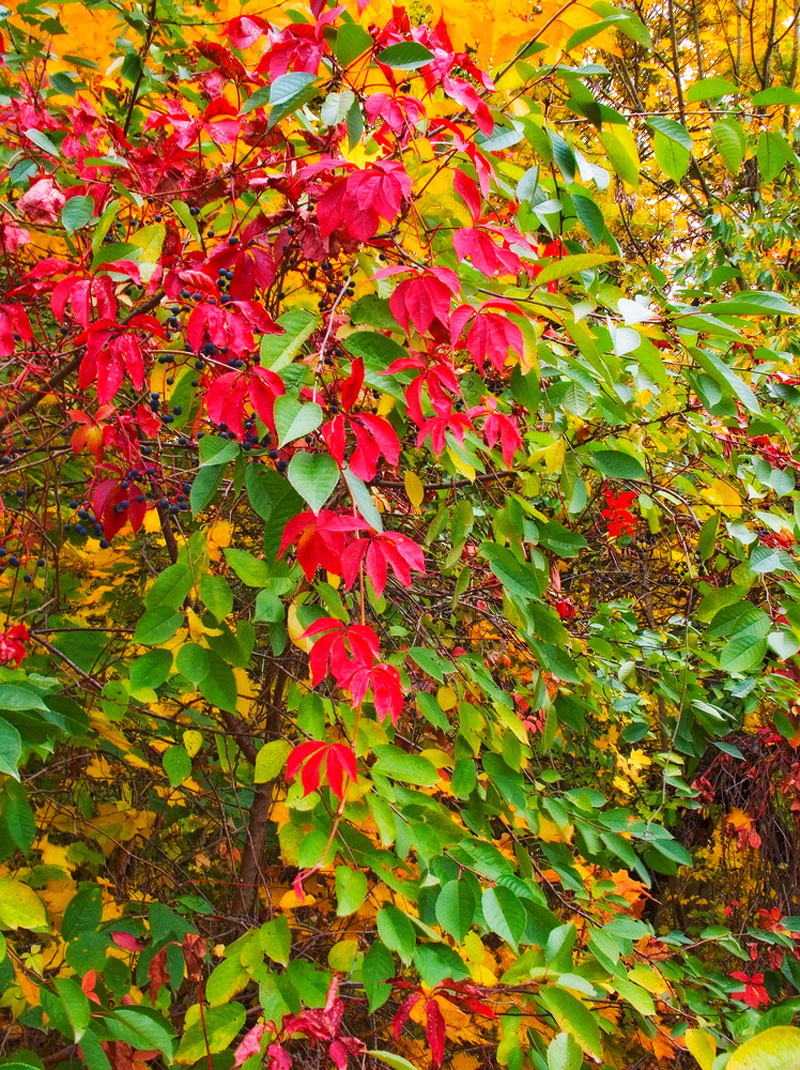The colorful foliage of autumn