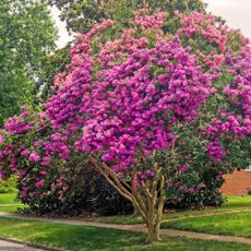 Crepe myrtle tree in bloom with pink flowers