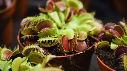 venus flytrap Dionaea muscipula blooming in a pot at home