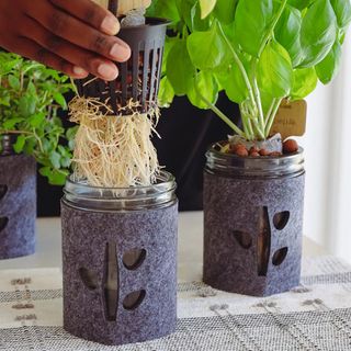 Hydroponic basil kit