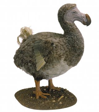 A model of a dodo (Raphus cucullatus), a flightless bird found only on the island of Mauritius until it went extinct in the 1600s. Hunting, habitat loss and the human introduction of egg-eating rats spelled the dodo&#039;s doom.