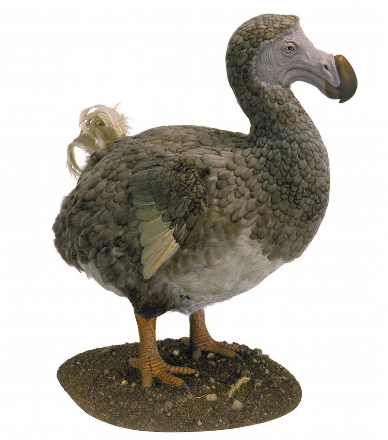 A model of a dodo (Raphus cucullatus), a flightless bird found only on the island of Mauritius until it went extinct in the 1600s. Hunting, habitat loss and the human introduction of egg-eating rats spelled the dodo&#039;s doom.